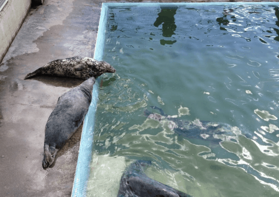 Seal Pup at Sanctuary